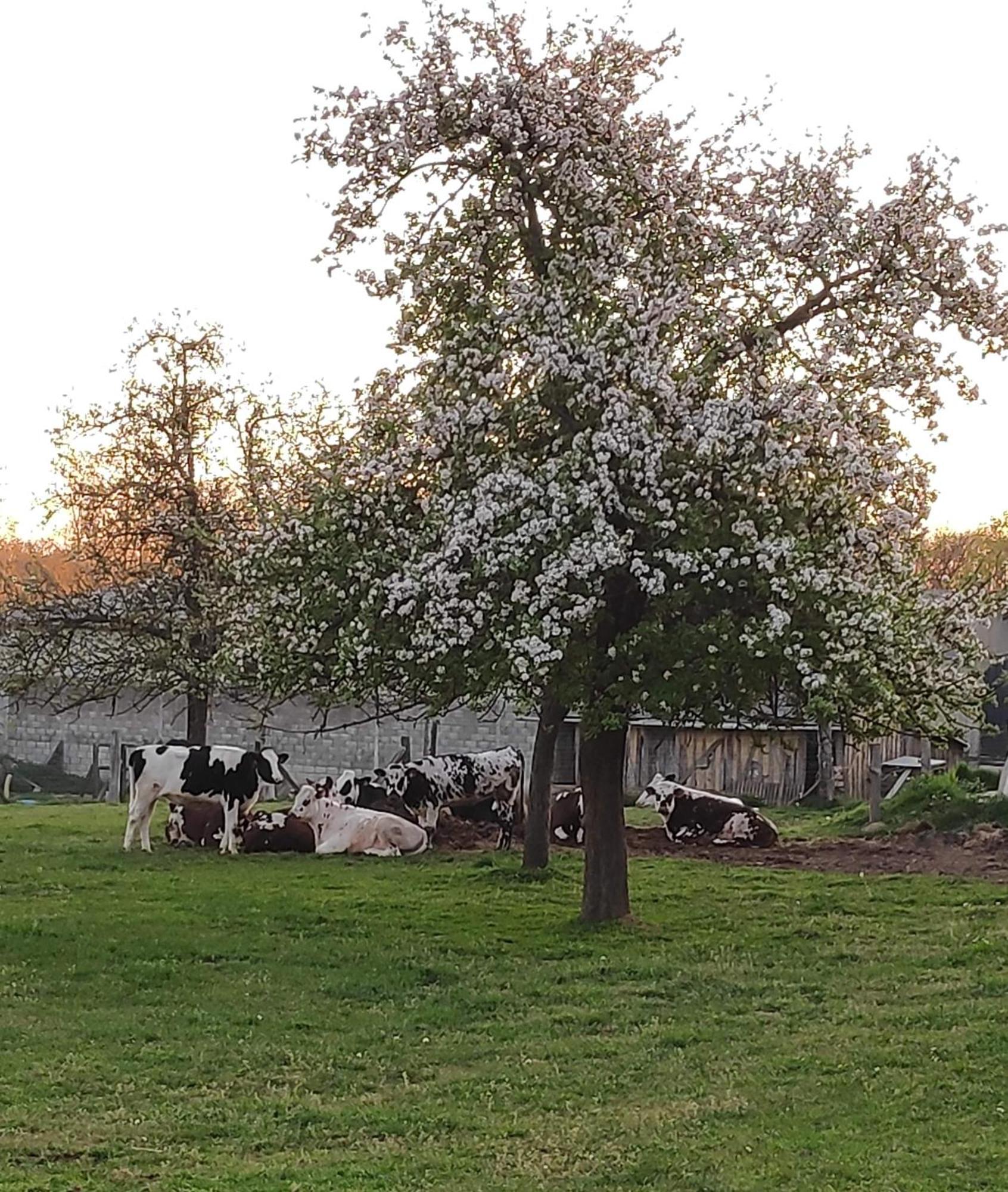 Ferme De La Gortiere Le Teilleul Exterior foto