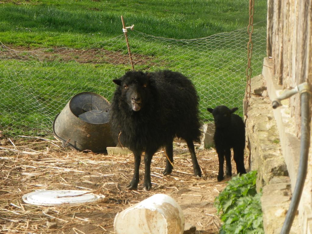 Ferme De La Gortiere Le Teilleul Exterior foto